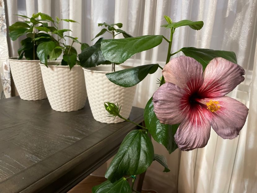 97793F62-5E32-4FA1-BD66-CCA28A35EB7C - 001 - Hibiscusi