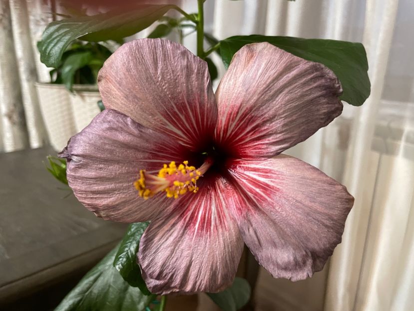 a treia zi - 001 - Hibiscusi