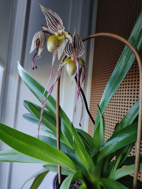 paphiopedilum "philippinense" - Orhidee_5_simpodiale fără pseudobulbi