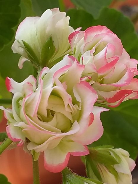 Appleblossom Rosebud - Muscate 2023