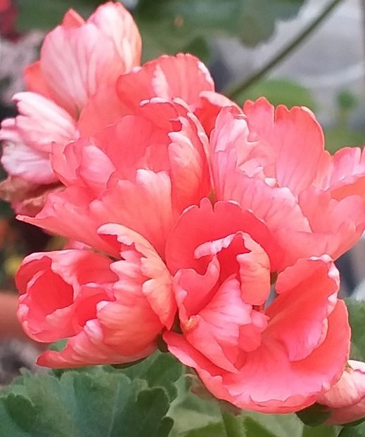Fringed Pandora - Muscate 2023