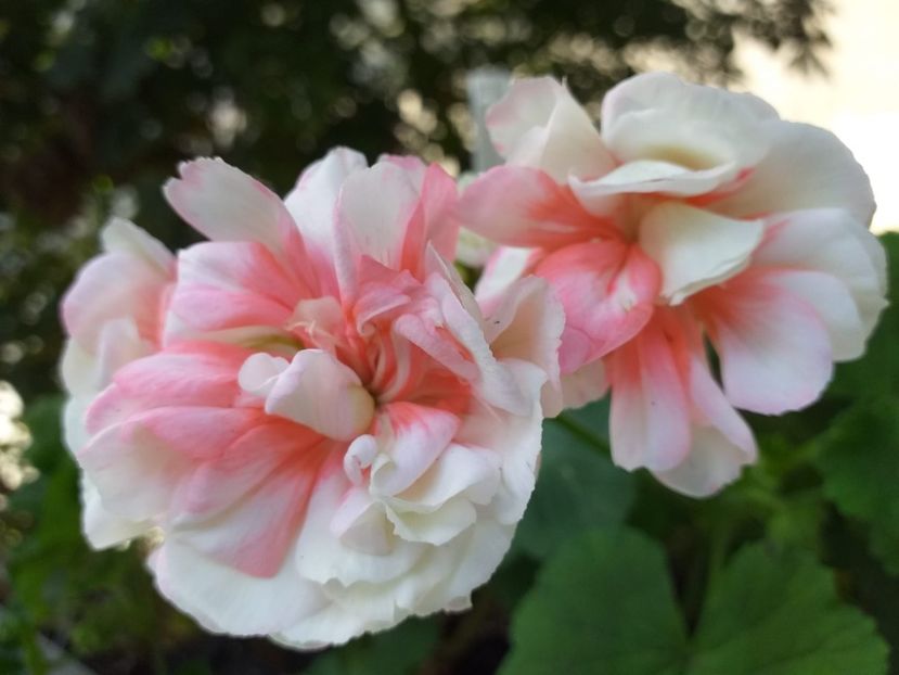 Fischers Appleblossom - Muscate 2023