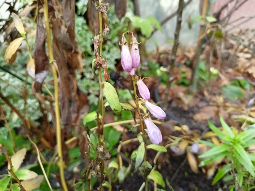 Adenophora "Gaudi Violet" - Grădina 2023