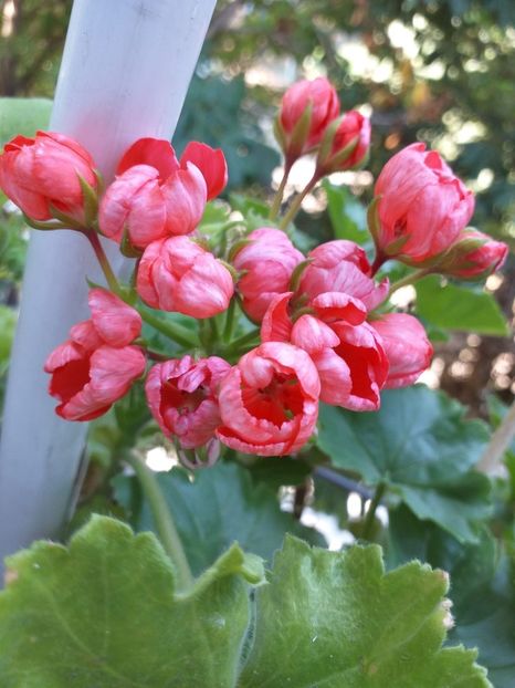 Red Pandora - Muscate 2023