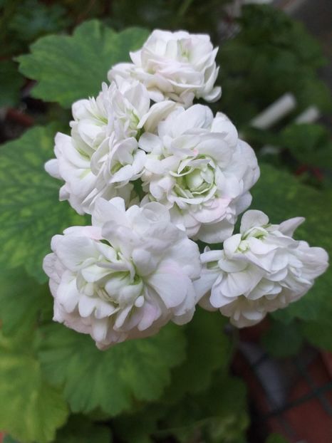 April Snow - Muscate 2023