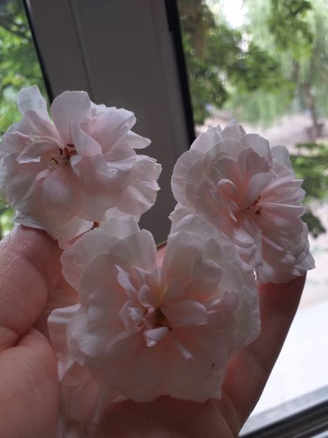 Leona Galaxy - Muscate 2023