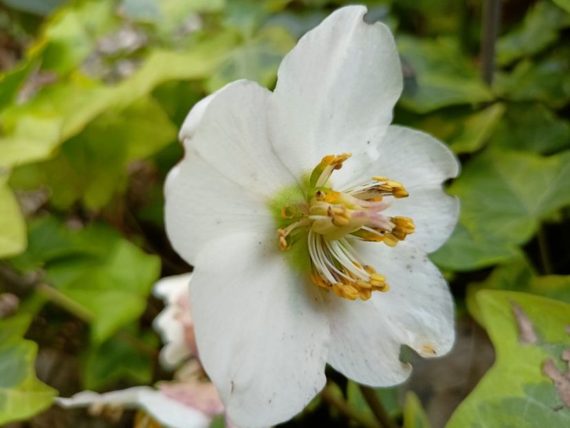 Helleborus "Christmas Carol" - Grădina 2023