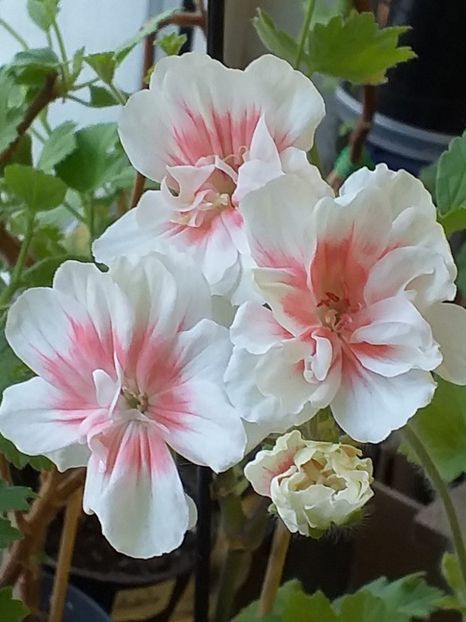 Lovely Vera - Muscate 2023