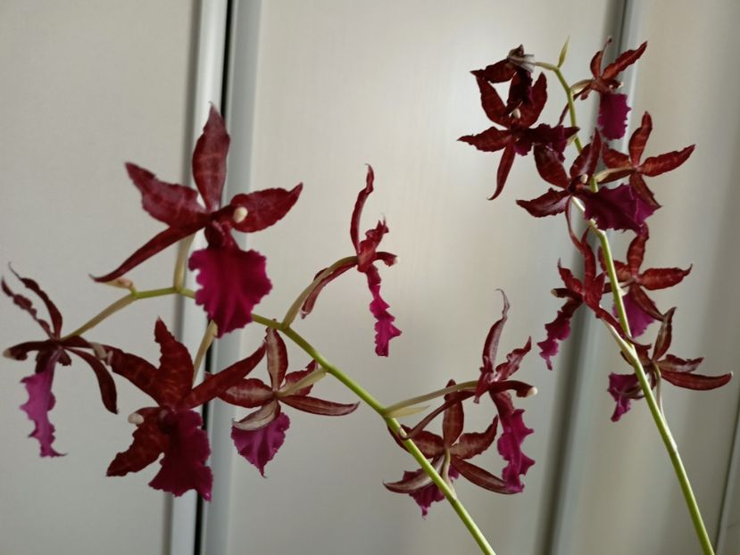  - Plante verzi de apartament
