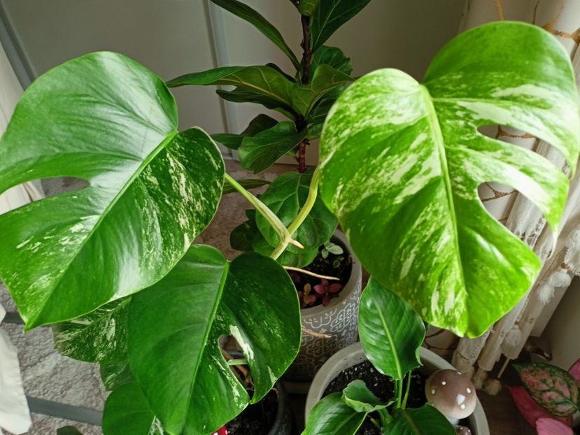 06.01.2023 - Plante verzi de apartament