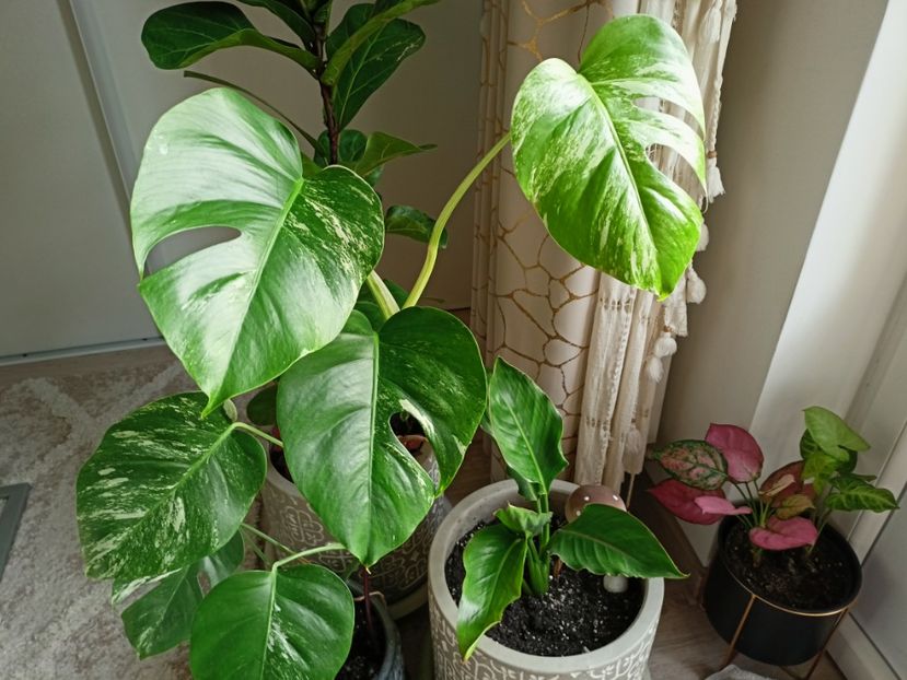  - Plante verzi de apartament