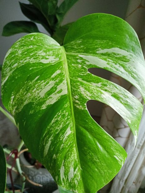 Monstera deliciosa Albo variegata - Plante verzi de apartament