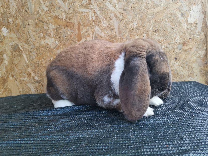  - MASCUL_8_THURINGER_MANTULAT