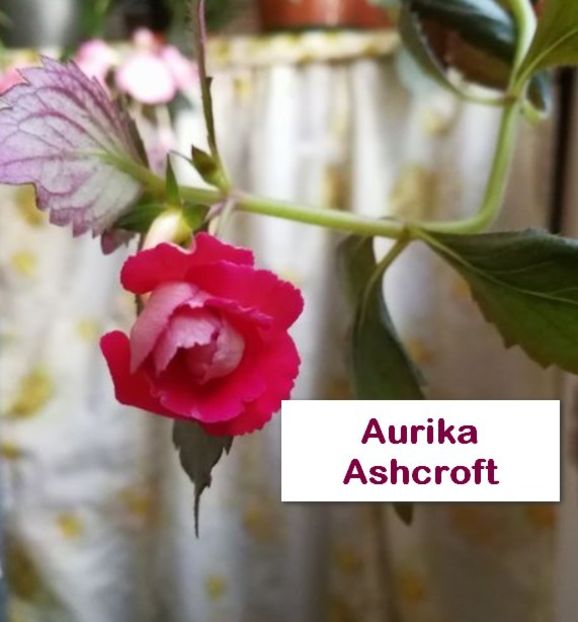 Aurika Ashcroft - Aurika Ashcroft