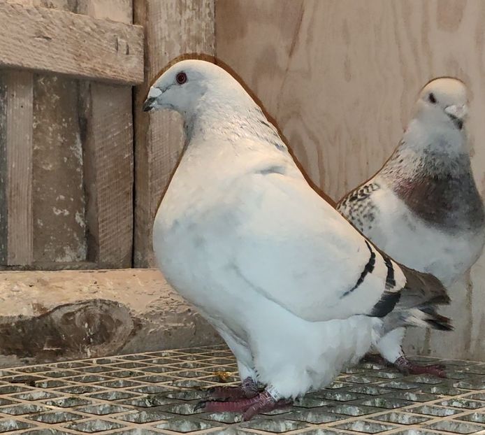 PL21-JRS28 ARCHIWUM - a- SAMICZKI -Females