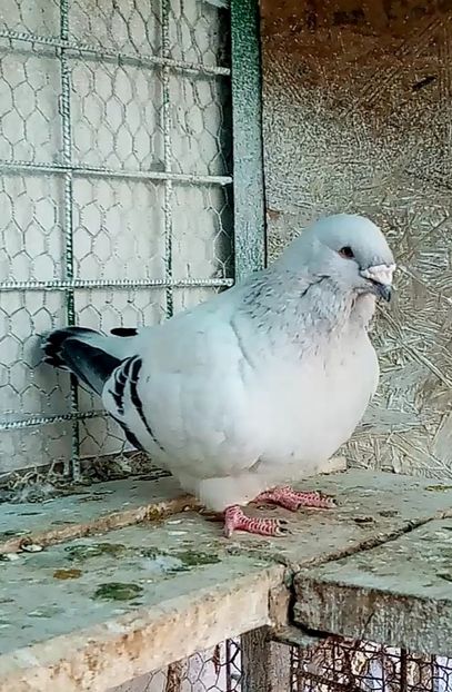 M 21 - Masculi azur 2022