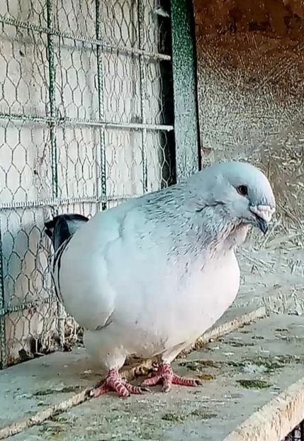 M 21 - Masculi azur 2022