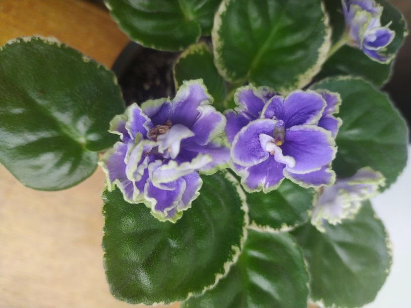 7 ianuarie 2023 - ND Bosfor Vostochnyj