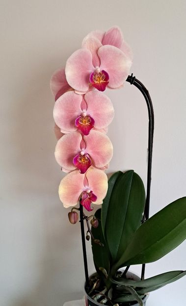  - Phalaenopsis 2