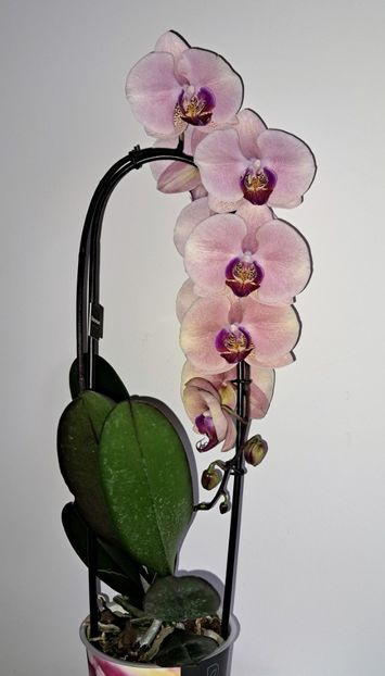  - Phalaenopsis 2