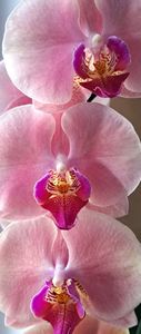 - Phalaenopsis 2
