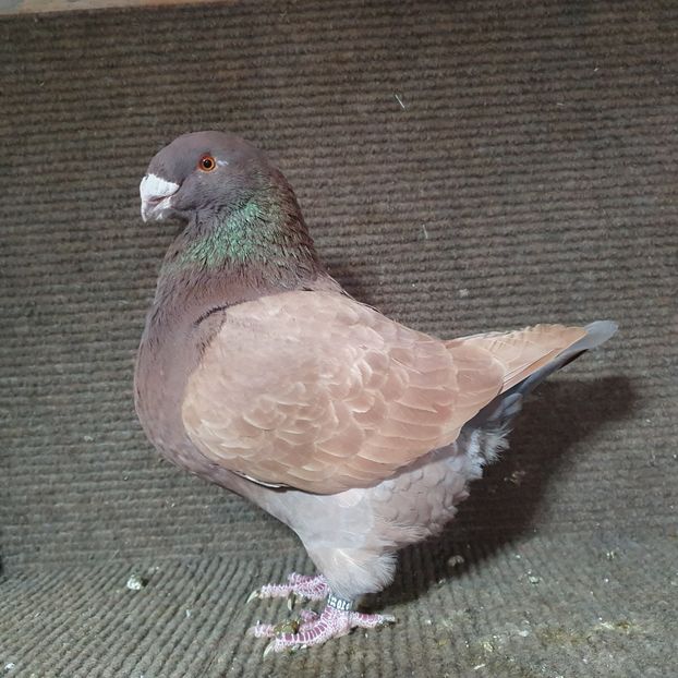 Locotenentu' - Perechi 2023