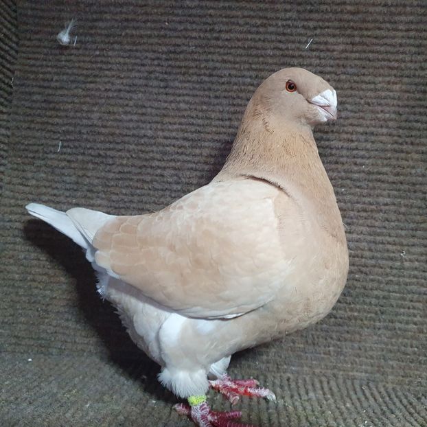 Femela 2020 - Perechi 2023