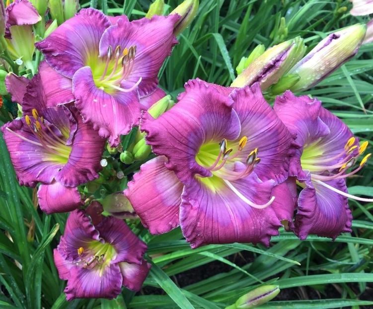 crin-de-vara-hemerocallis-lavender-blue-baby - 0 Hemerocalis