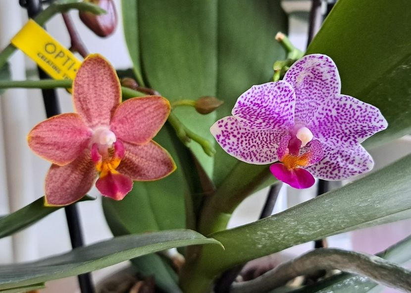  - Phalaenopsis 2