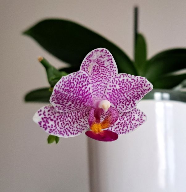 - Phalaenopsis 2
