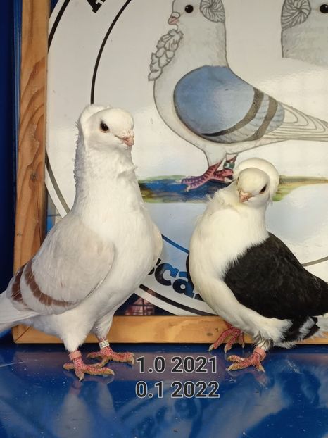 IMG-20230107-WA0010 - Pescarusi Germani Colorati 2023