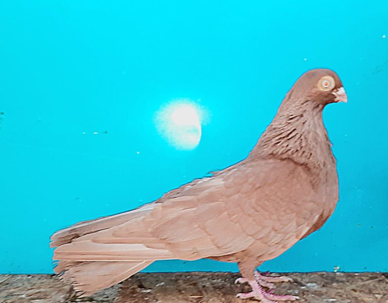 12418  Mascul  2018 - Jucători de Galați