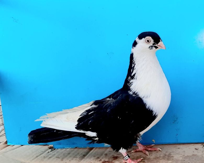 4906  Mascul  2022 - Jucători de Galați