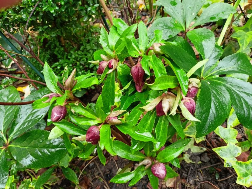 Helleborus "Double Ellen Red" - Grădina 2023