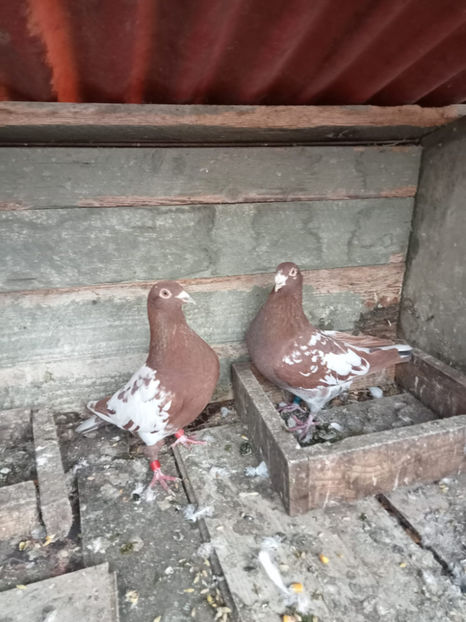  - Porumbei vanduti 2