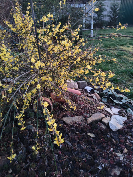 jasminum nudiflorum/iasomia de iarna - Gradina si terasa PrimaLuce__10-Hello 2023