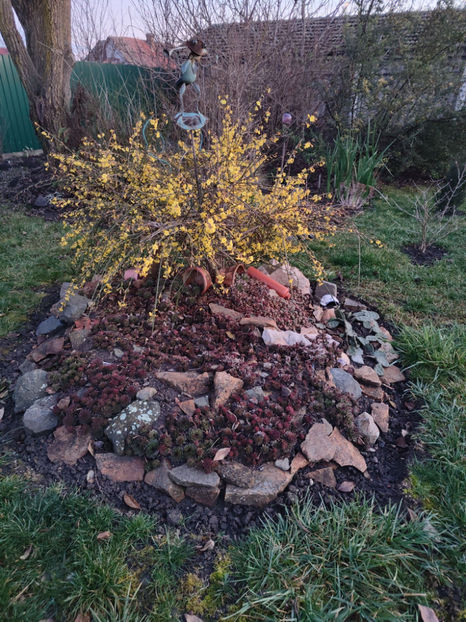 jasminum nudiflorum/iasomia de iarna - Gradina si terasa PrimaLuce__10-Hello 2023