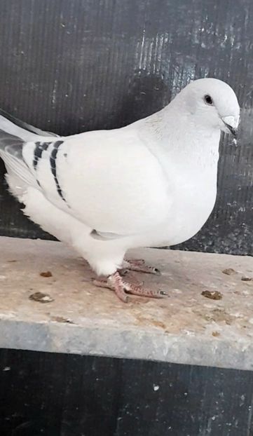 Rona 2022 - VOIAJOR ROMANESC DE FRUMUSETE FEMELE