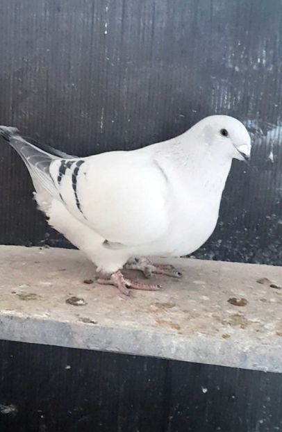 Rona 2022 - VOIAJOR ROMANESC DE FRUMUSETE FEMELE