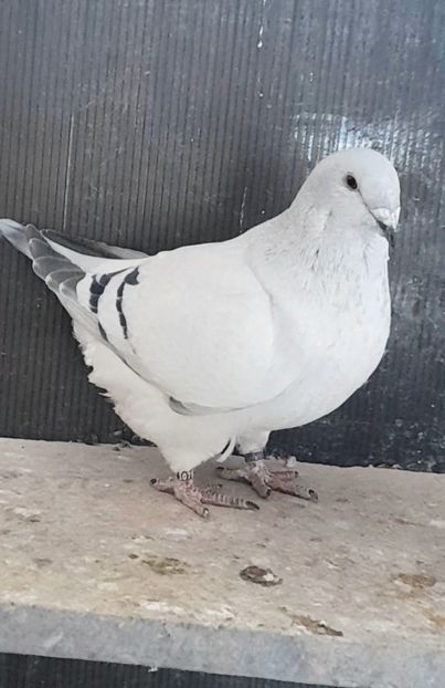 Anka 2022 - VOIAJOR ROMANESC DE FRUMUSETE FEMELE