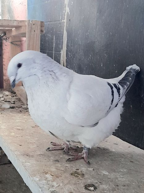 Anka 2022 - VOIAJOR ROMANESC DE FRUMUSETE FEMELE