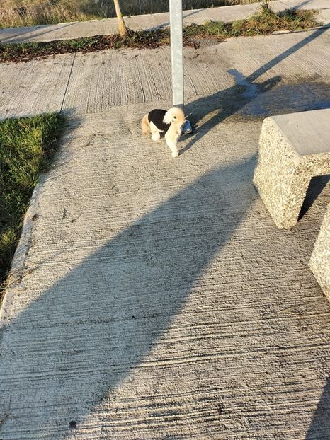 IMG20221112084643 - 2022 CASTELUL CORVINILOR 12 noiembrie