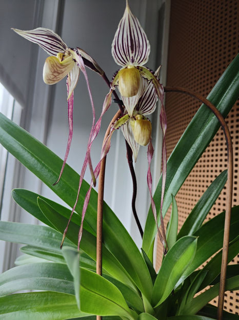 paphiopedilum "philippinense" - Orhidee_5_simpodiale fără pseudobulbi