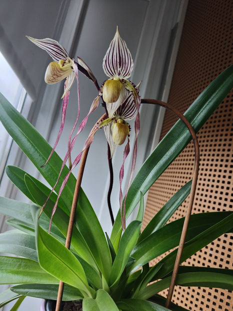 paphiopedilum "philippinense" - Orhidee_5_simpodiale fără pseudobulbi