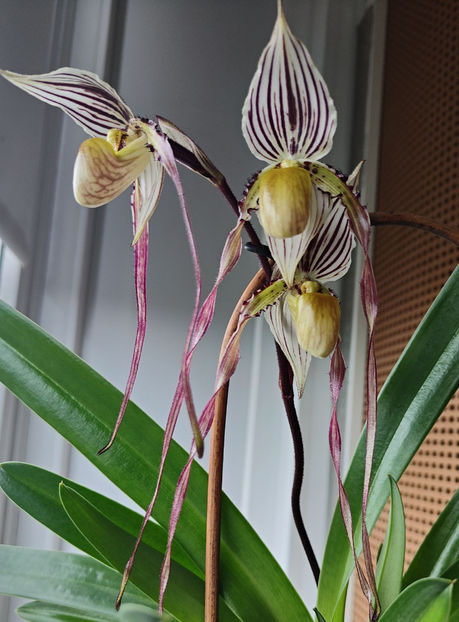 paphiopedilum "philippinense" - Orhidee_5_simpodiale fără pseudobulbi