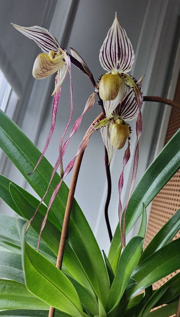 paphiopedilum "philippinense" - Orhidee_5_simpodiale fără pseudobulbi