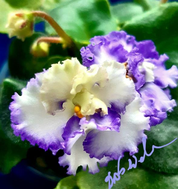 LE Almaznaya Pilj - AA violete africane de colectie