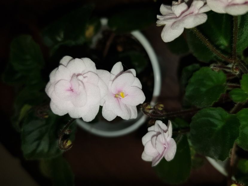  - 001_pui