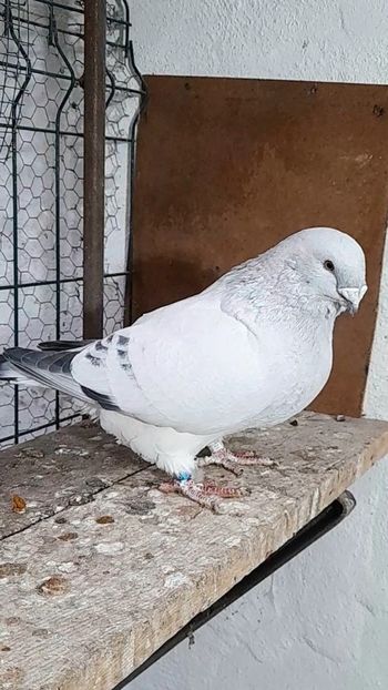 Hagi 2021 - VOIAJOR ROMANESC DE FRUMUSETE MASCULI