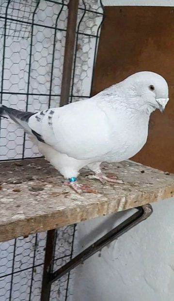 Hagi 2021 - VOIAJOR ROMANESC DE FRUMUSETE MASCULI